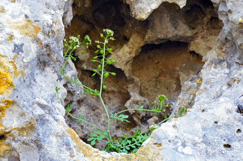 Hornungia petraea / Iberidella rupina